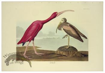 Scarlet Ibis L.E.